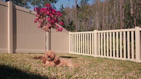 wide shot of toy poodle sitting quietly on green grass in backyard with a pink bougainvillea in the background.mp4