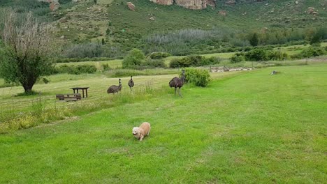 Small brown dog in slow motion walking on grass past Emu birds at Camelroc guest farm in the Free state