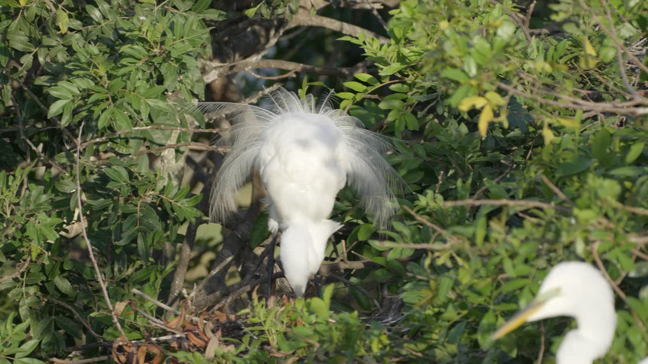 White egret fluffs feathers in lush green forest, surrounded by dense foliage and soft lighting
