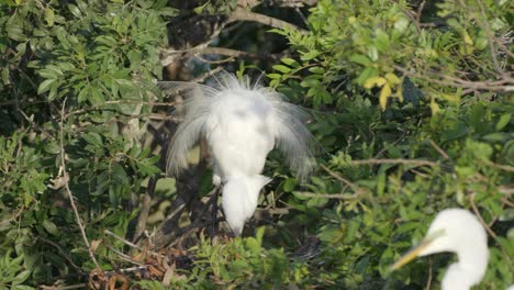 white egret fluffs feathers in lush green forest, surrounded by dense foliage and soft lighting