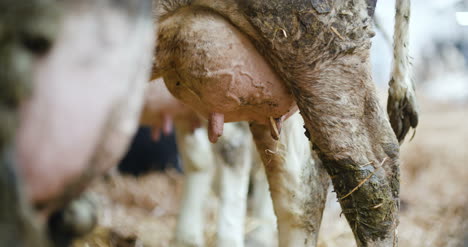 Vacas-Lechosas-Listas-Para-Ordeñar-En-La-Producción-De-Leche-De-Granja-8