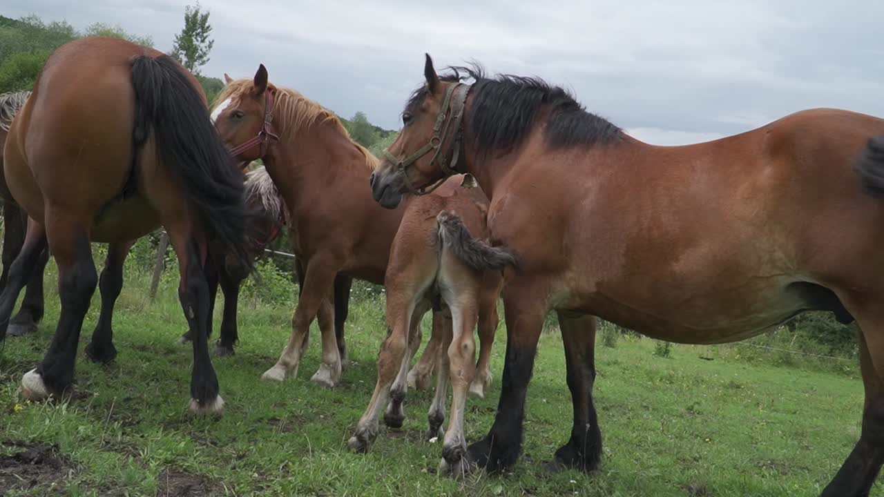 Herd Of Brown Farm Horses With Young Foal Colt, Horse Family