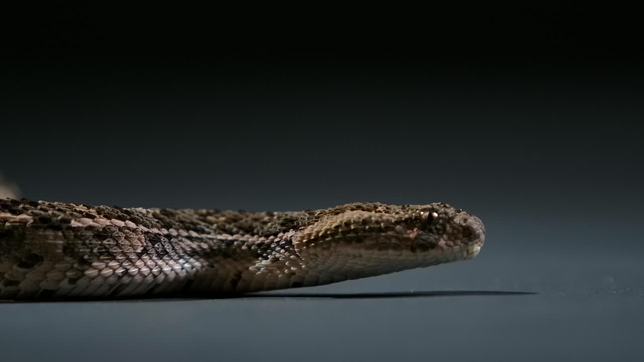 serpiente de boca de algodón moviendo la lengua ángulo lateral bajo - estudio
