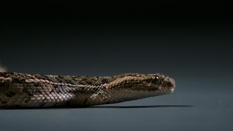 cottonmouth snake flicking tongue side angle low - studio