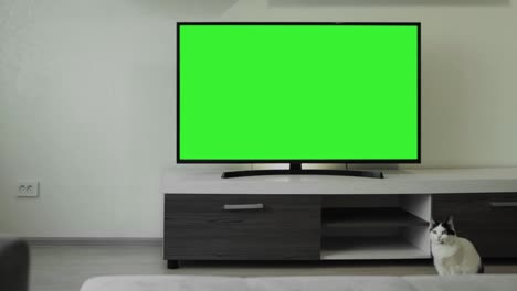 televisor lcd 55 pulgadas con pantalla verde chromakey está en un apartamento interior moderno vacío. gato doméstico se sienta cerca de los muebles en la sala de estar, nadie. transmisión de transmisión. competición deportiva. película