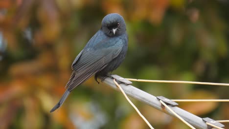 close-up of fork-tailed drongo sitting on a rotary clothesline in a suburban garden, south africa