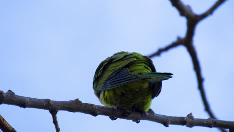 Monk-Parakeet-on-a-tree-branch-in-Parc-Guell,-Bacelona-Spain