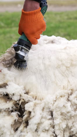 sheep shearing