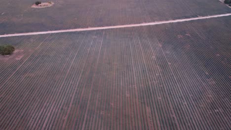 revealing-Aerial-view-of-purple-lavender-field-in-Brihuega,-Guadalajara,-Spain