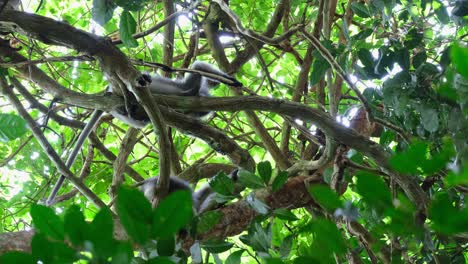 Sonnenlicht-Geht-In-Den-Wald-Und-Zeigt-Diese-Beiden-Individuen,-Die-Auf-Ästen-Ruhen,-Während-Man-Sie-Mit-Der-Rechten-Hand-Bewegt-Und-Einen-Ast-Hält,-Brillenblattaffe-Trachypithecus-Obscurus,-Thailand