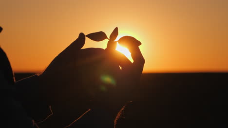 sunset hands holding a plant