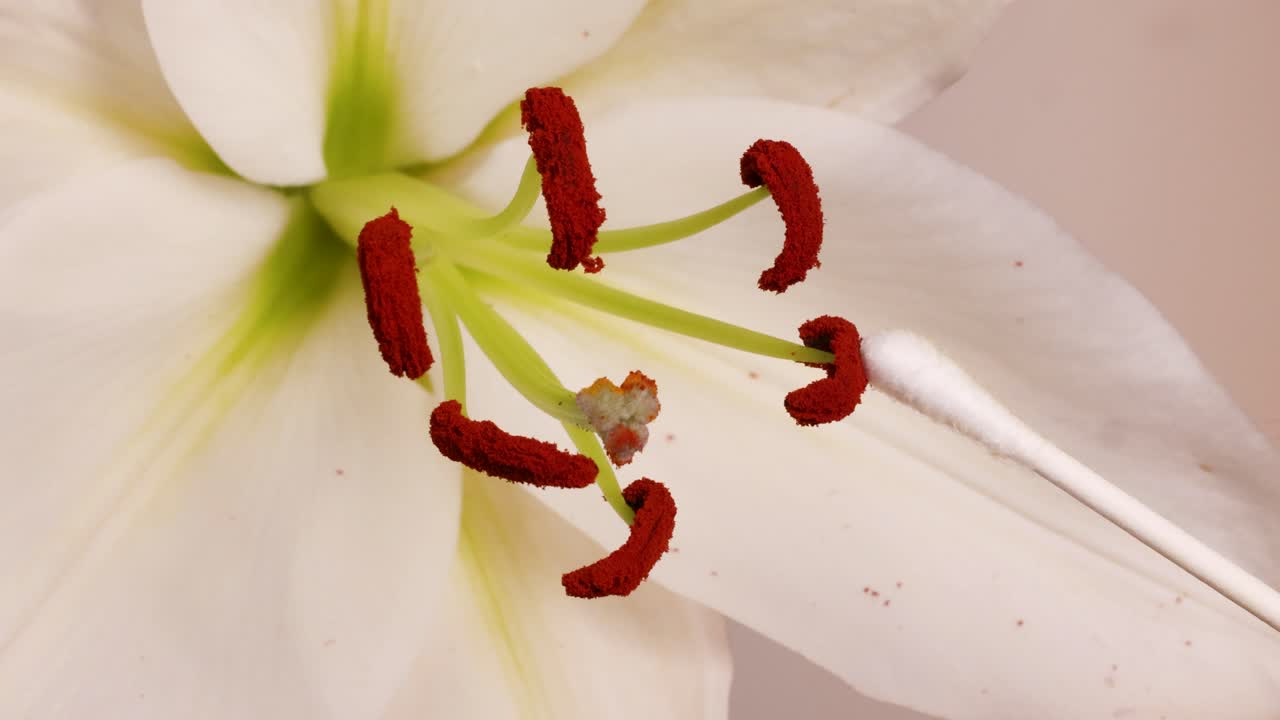 Detailed view of a lily flower being pollinated using a cotton swab, highlighting the stamen and anther interaction