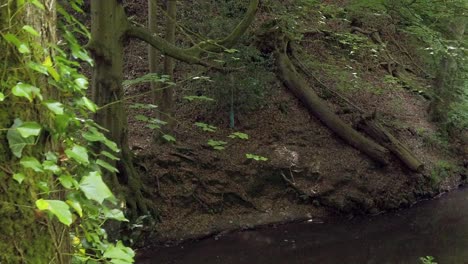 shaded woodland creek flowing forest river rough idyllic lush foliage valley riverbank parallax right