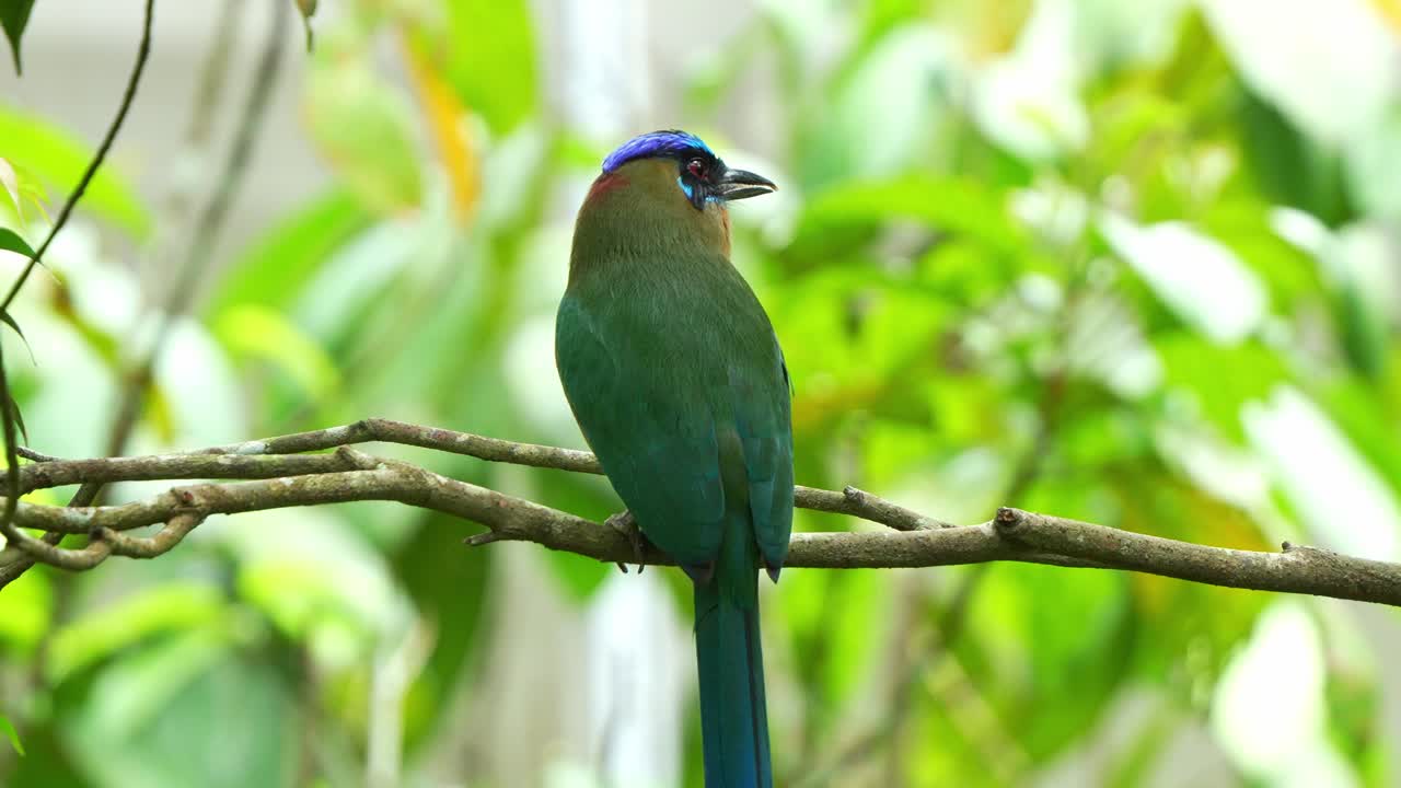 fotografía de cerca de una especie de ave exótica, un motmot amazónico con hermosa cola larga, encaramado en una rama de árbol en su hábitat natural, preguntándose por su entorno
