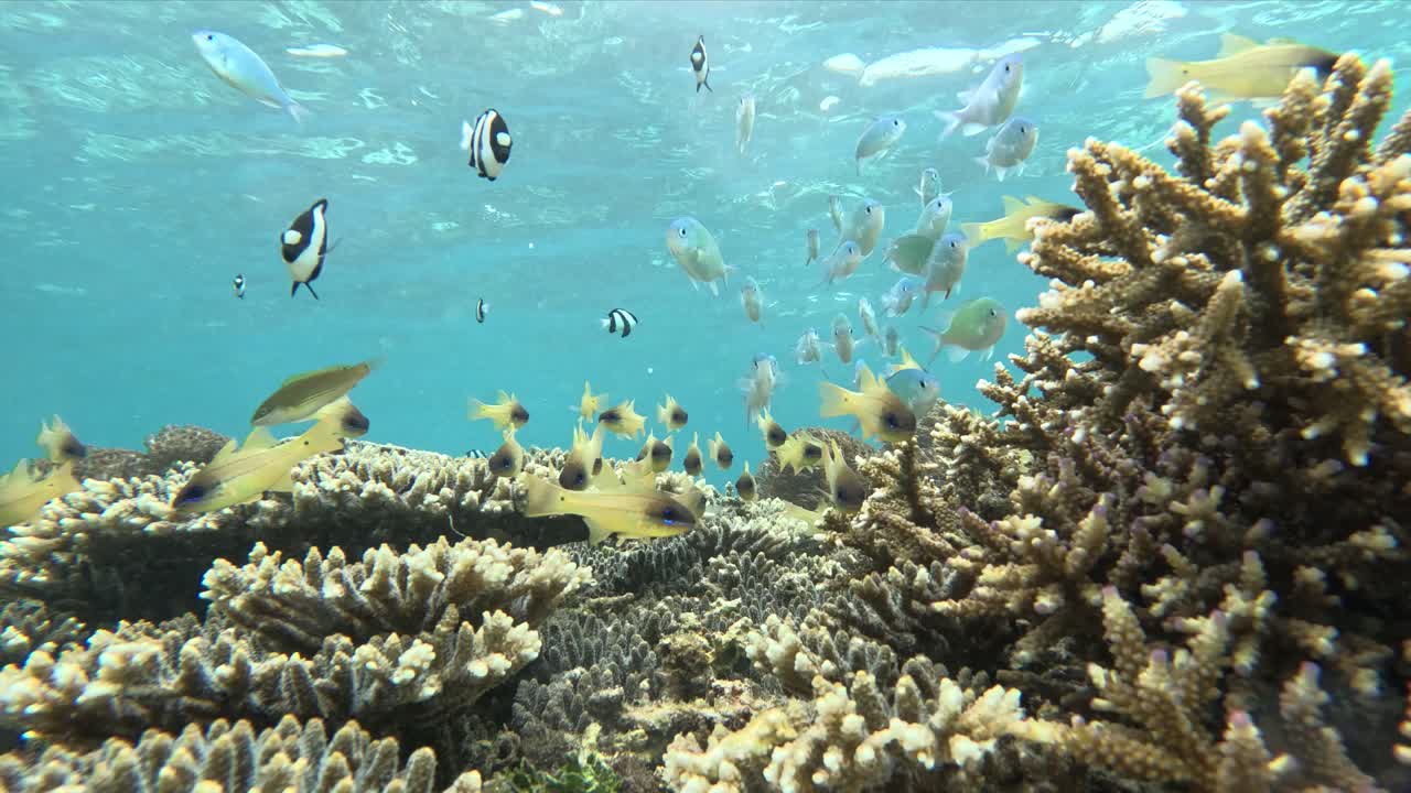 pequeños peces tropicales en un arrecife poco profundo de coral duro en indonesia