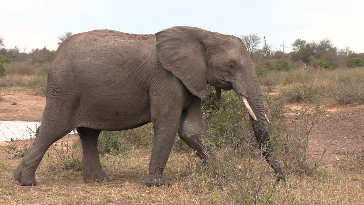 un elefante herido pasa, cojeando