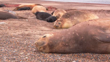 beach littered with resting harem of female elephant seals along with their very young pups