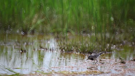 Bachstelze-Läuft-Im-Seichten-Wasser-Auf-Der-Suche-Nach-Nahrung