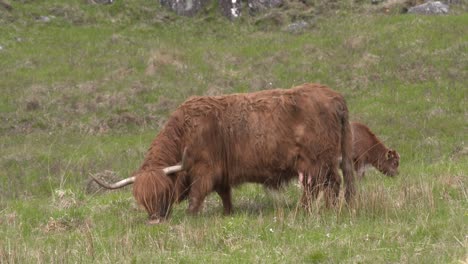 highland cow mother and calf grazing in highland glen, scotland