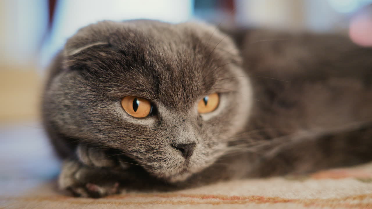 Primo piano di un gatto grigio con occhi ambrati espressivi e pelo morbido