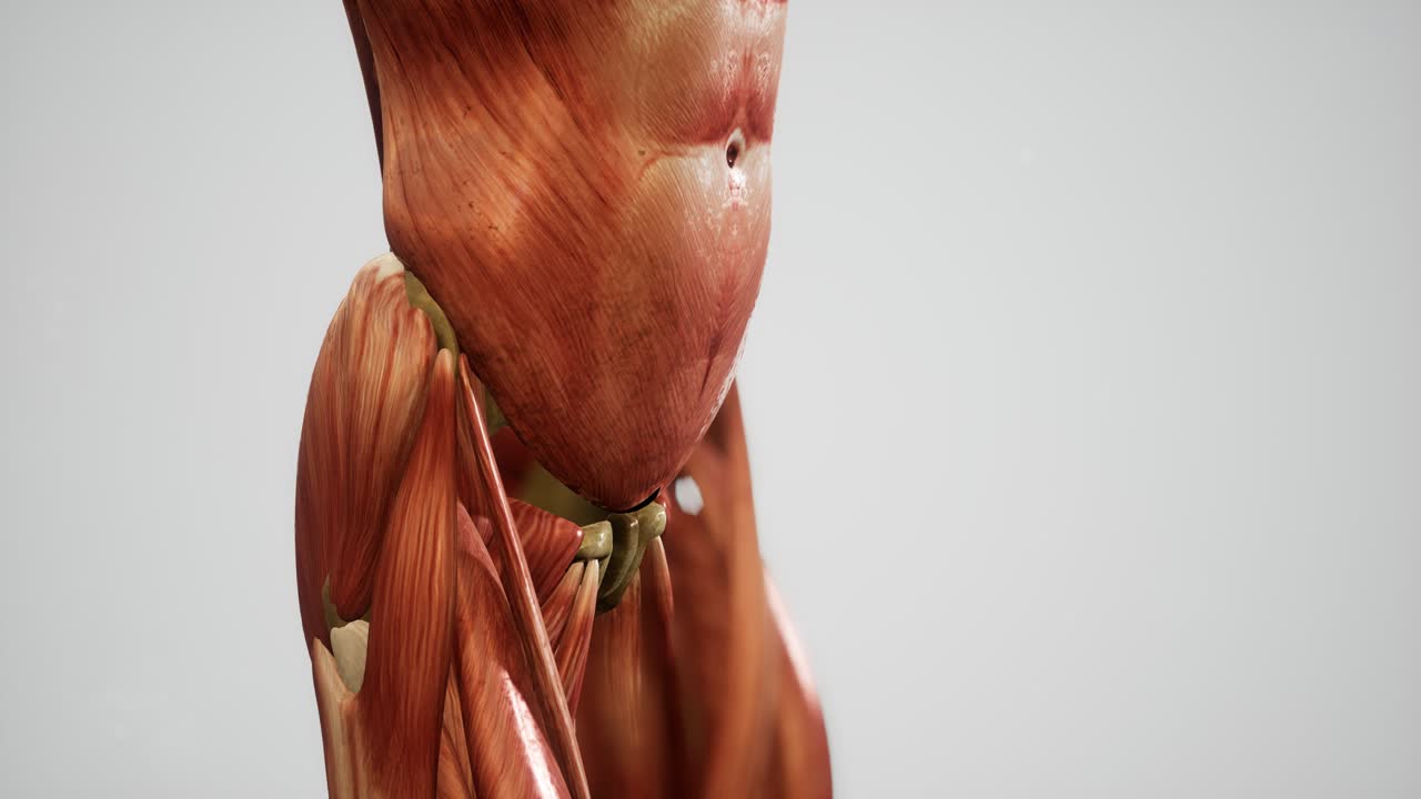 sistema muscular de animación del cuerpo humano