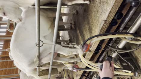 Vertical---Herd-Of-White-Saanen-Goats-At-The-Milking-Parlor-In-Dairy-Farm