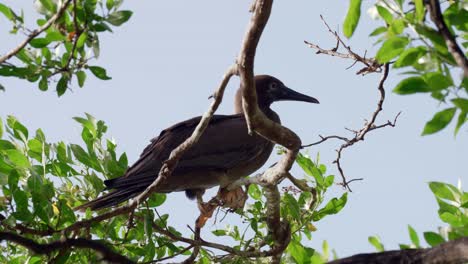 a red-footed booby sits on the branch of a tree on little cayman in the cayman islands