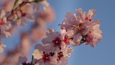 almond branch with flowers and blue sky in slow motion