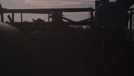 silhouette ranchers herding cattle in pen