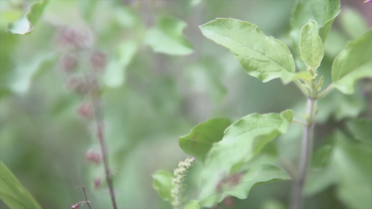 disparo en primer plano de hojas verdes en un bosque profundo