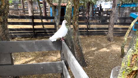 Static-shot-of-a-white-pidgeon-standing-on-a-fence-at-a-farm