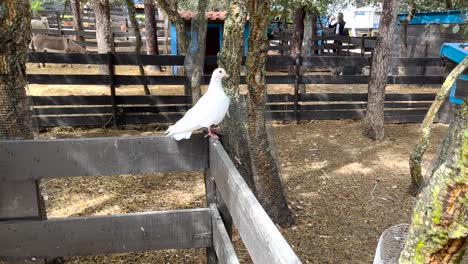 static shot of a white pidgeon standing on a fence at a farm
