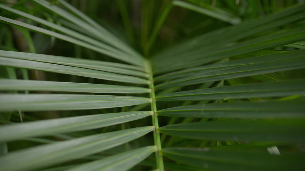 Scenic footage from Punta Cana and the Dominican Republic, showcasing turquoise Caribbean waters, lush jungle, white-sand beaches, and vibrant tropical nature