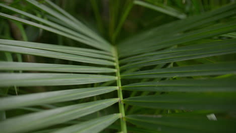 scenic footage from punta cana and the dominican republic, showcasing turquoise caribbean waters, lush jungle, white-sand beaches, and vibrant tropical nature