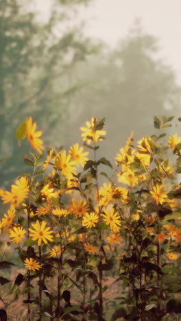 yellow flowers in a field