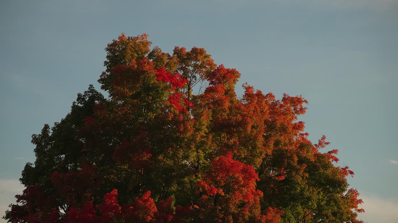 활기찬 메이플 나무 는 가을 의 최고 계절 에 잎자루 색 을 바꾸고 있다
