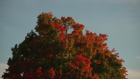 vibrant maple tree changing foliage colors during peak fall season