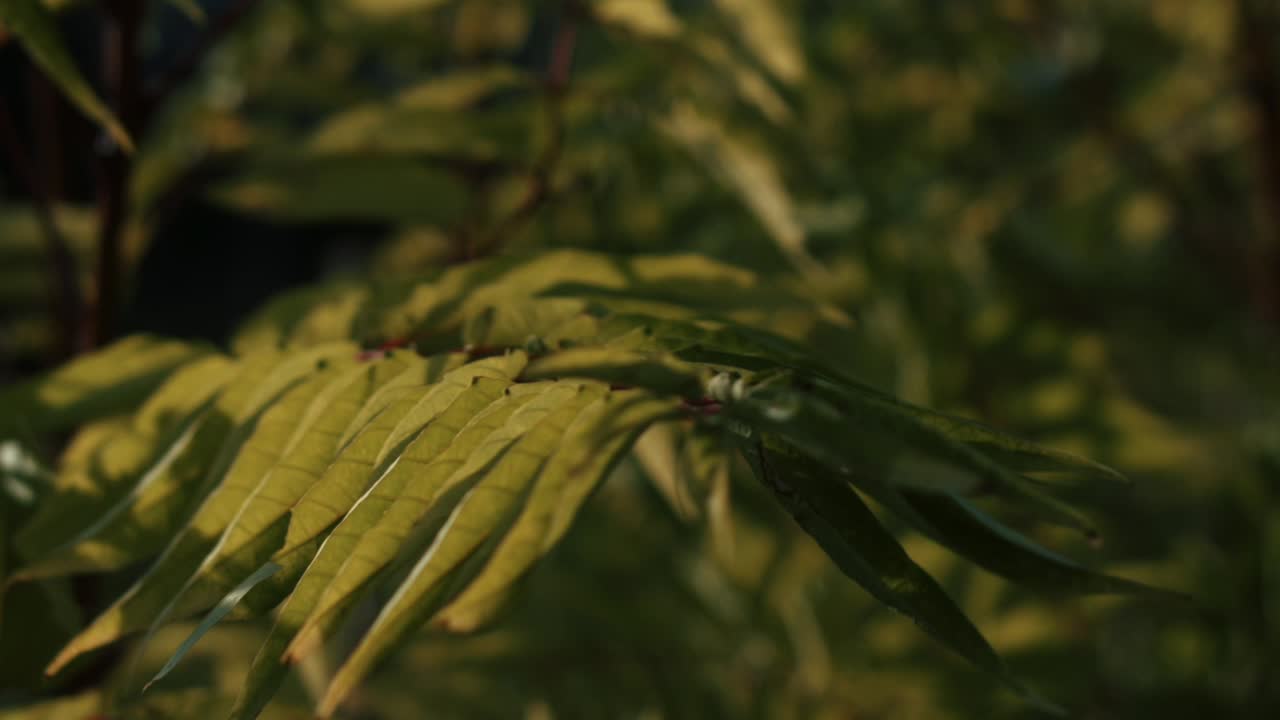 Close-up of autumn leaves