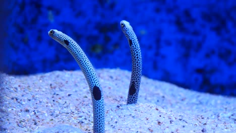 Close-up-shot-of-two-garden-eels-underwater-burrows-on-the-sea-floor