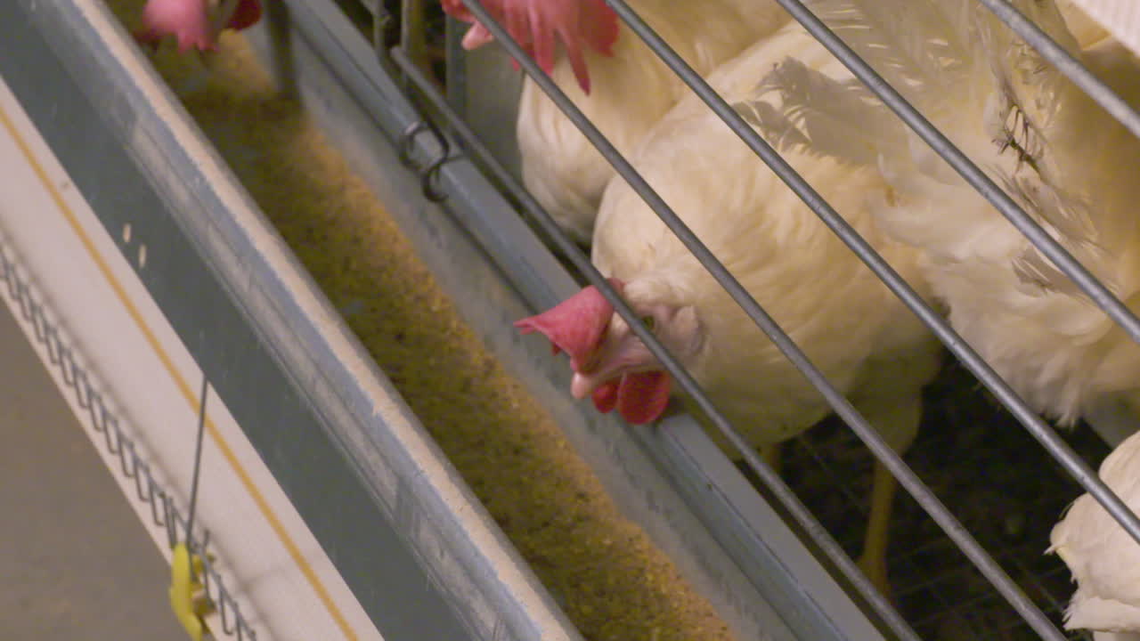 가금류 농장에서 먹이를 주는 닭