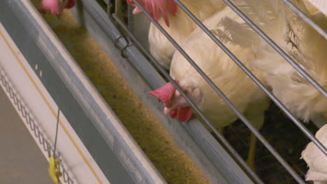 chickens feeding at a poultry farm