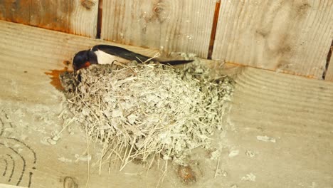 Barn-swallow-sitting-in-its-bird-nest-below-wooden-roof-and-flying-out