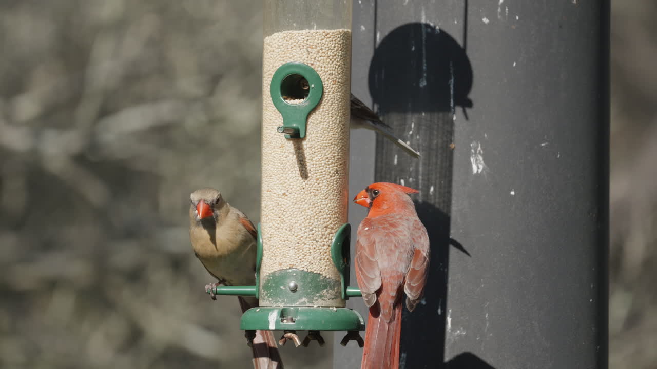 Male and Female Northern Cardinal perched on a bird feeder and eating seed - Cardinalis Cardinalis