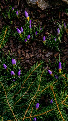 vertical timelapse video of flower petals opening as the day comes. nature awakens with purple crocus flowers blooming in spring sunshine.