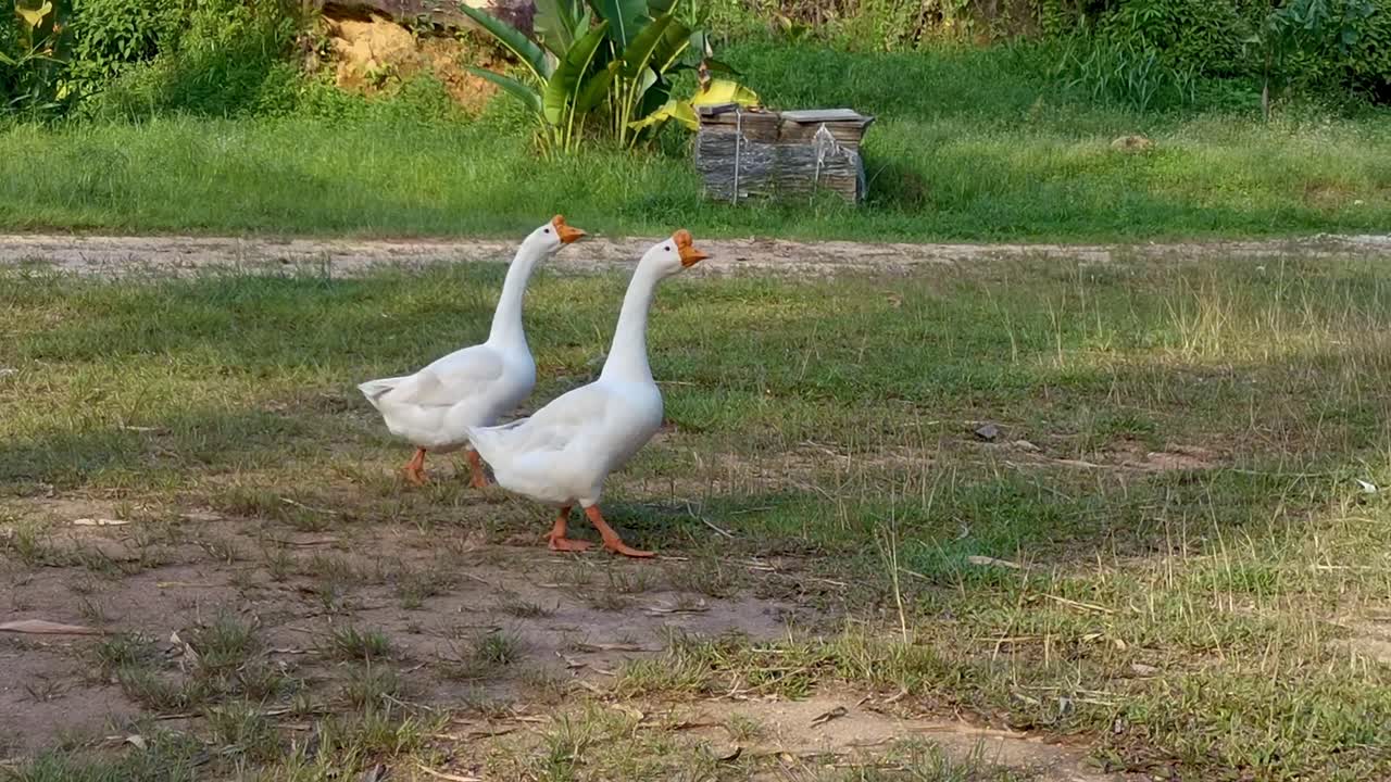 Two white geese walking on green grass field. Two white geese on the farm are walking along the green lawn