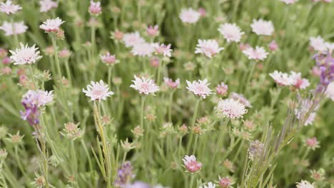 Close-up-of-white-flowers-swaying-in-Teide-national-park,-Tenerife