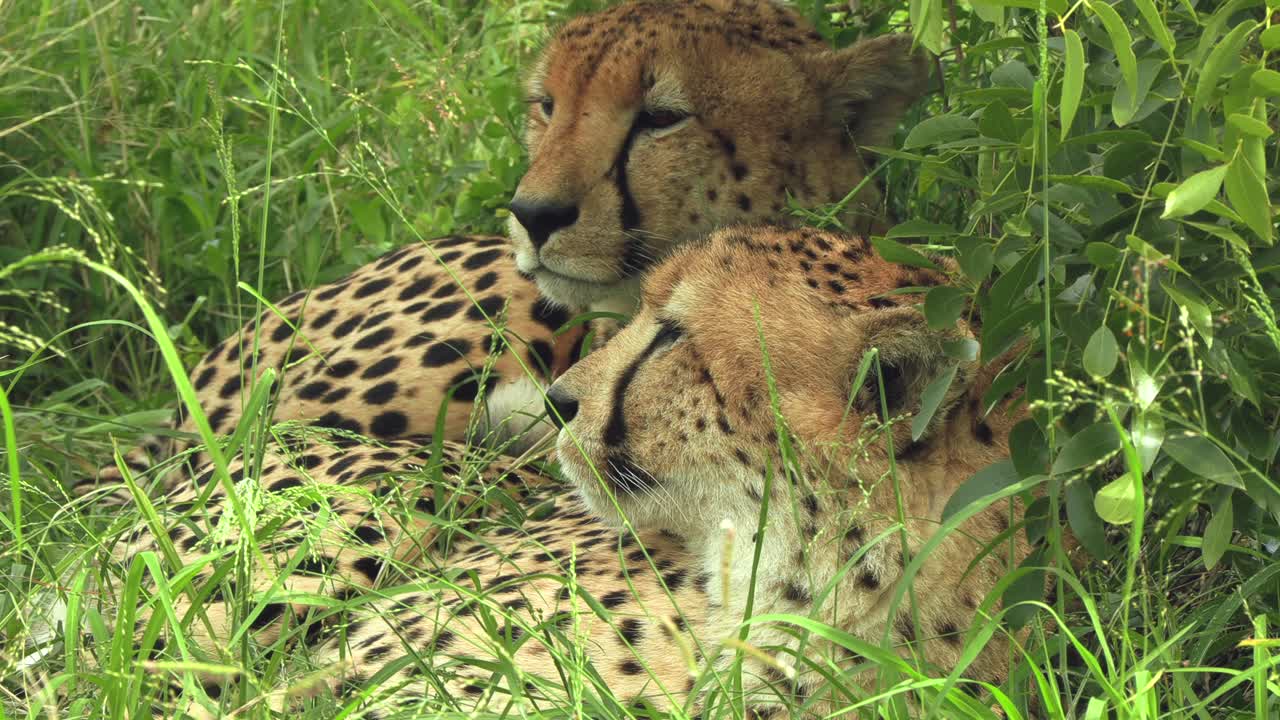 dos hermanos guepardos descansando en la hierba del parque nacional kruger