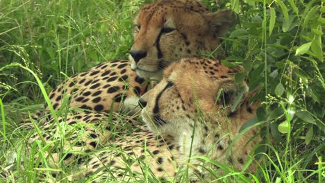 Dos-Hermanos-Guepardo-Descansando-En-La-Hierba-Del-Parque-Nacional-Kruger