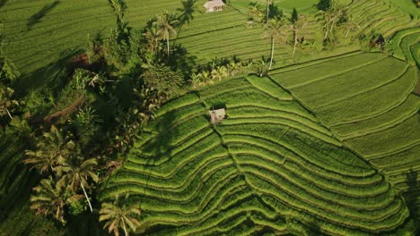 wave like pattern in rice terrace field of unesco site jatiluwih, bali, aerial