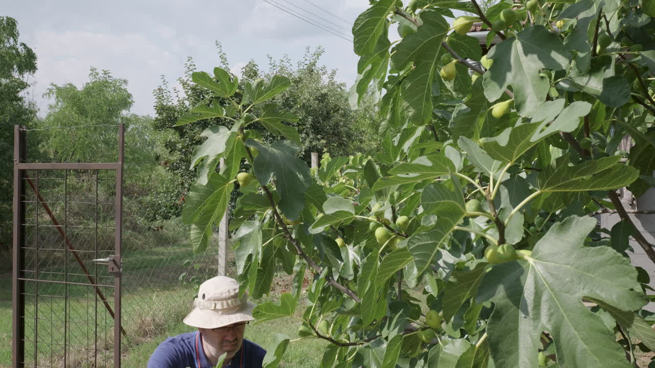 Man crouching while harvesting figs from tree